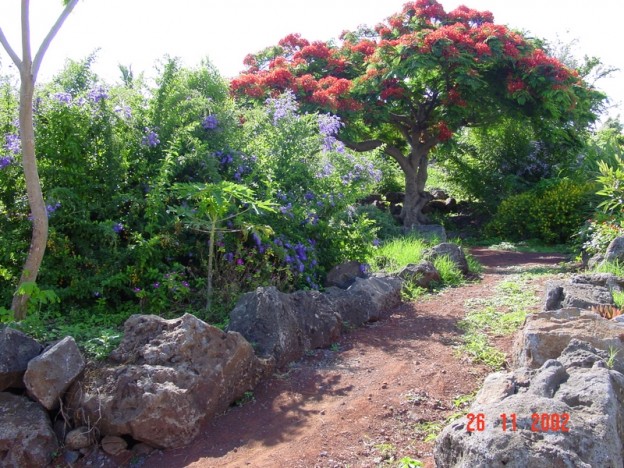 amenagement jardin a la reunion