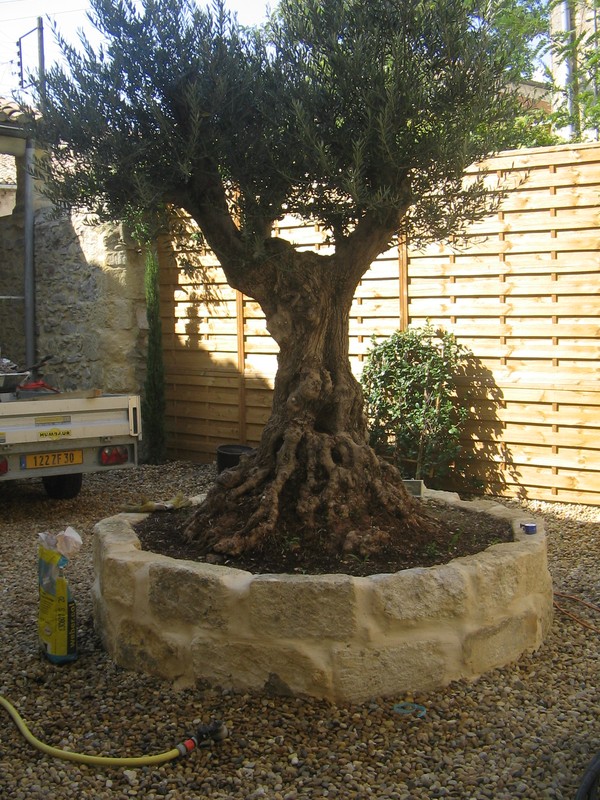 decoration jardin olivier