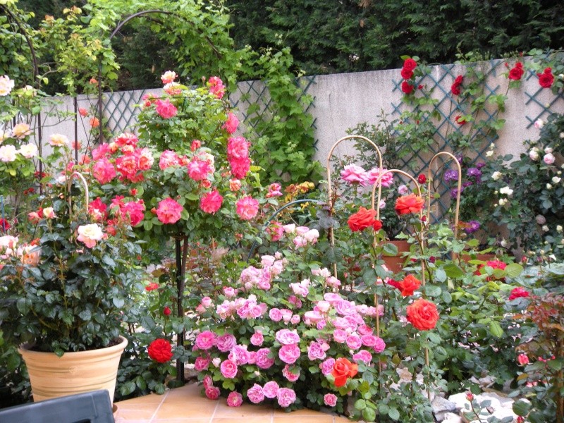 decoration jardin rosier