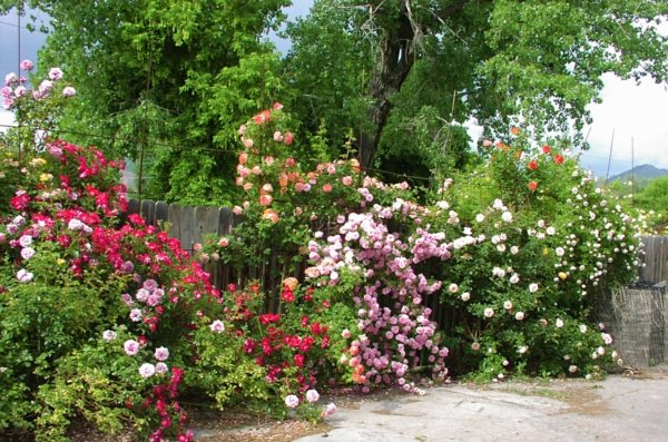 decoration jardin rosier