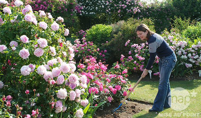 decoration jardin rosier