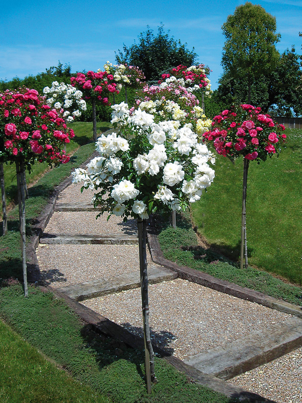 decoration jardin rosier