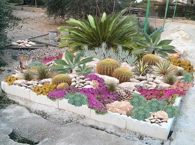 idee jardin cactus