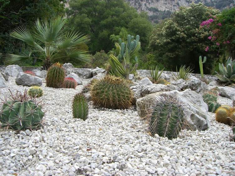 idee jardin cactus
