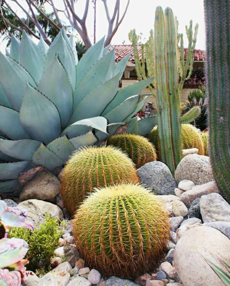 idee jardin cactus