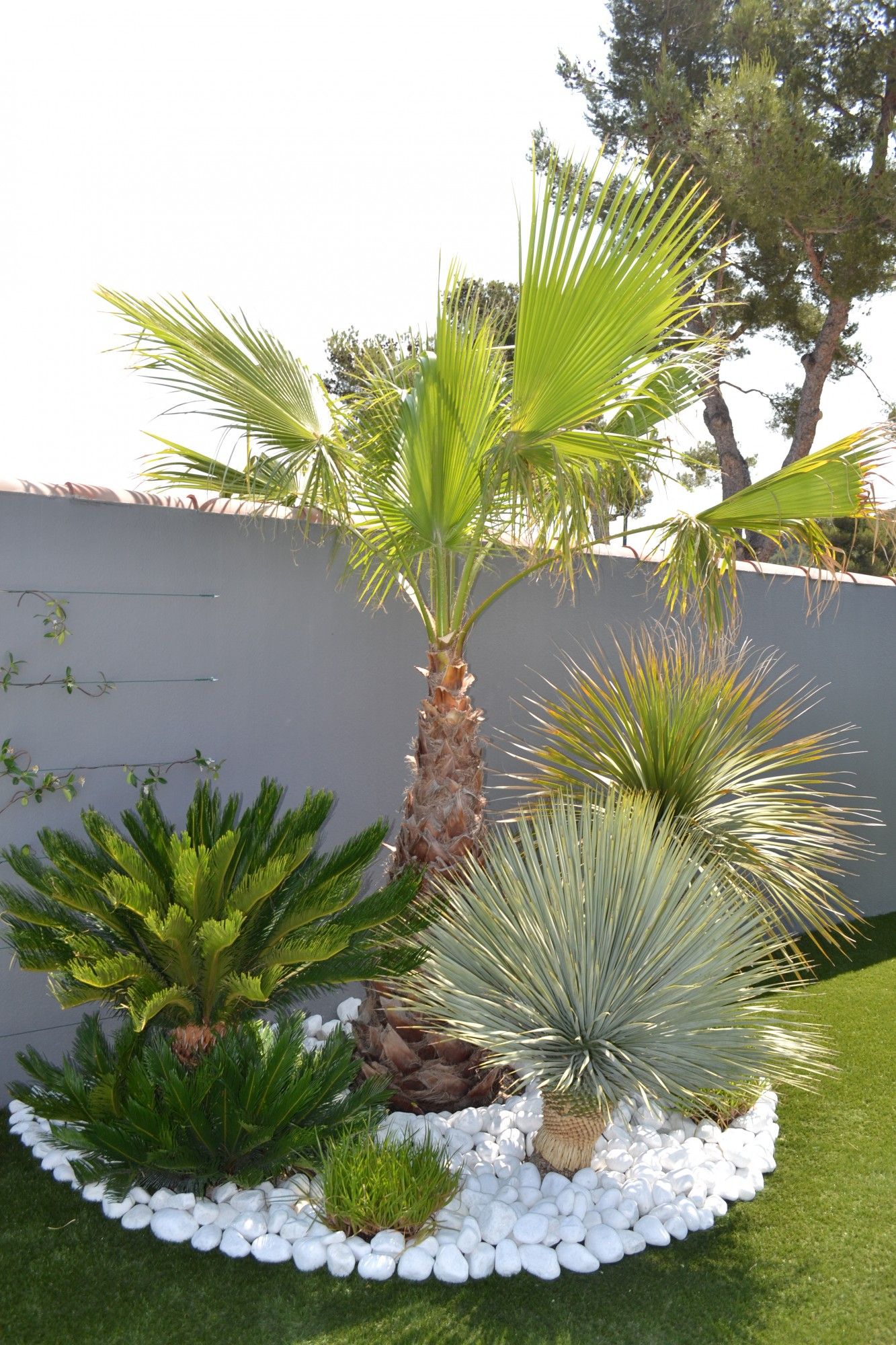 idee jardin palmier