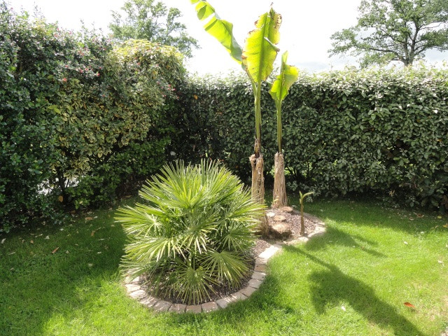 idee jardin palmier