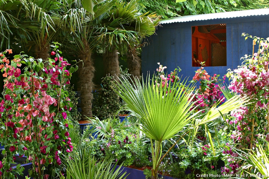 idee jardin palmier