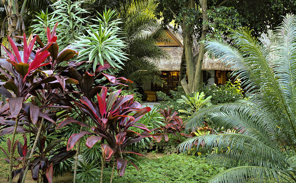 idee jardin palmier