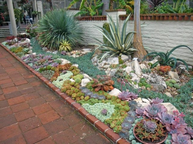 idee jardin plantes grasses