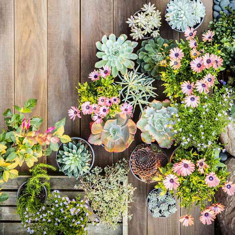idee jardin plantes grasses