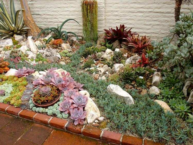 idee jardin plantes grasses